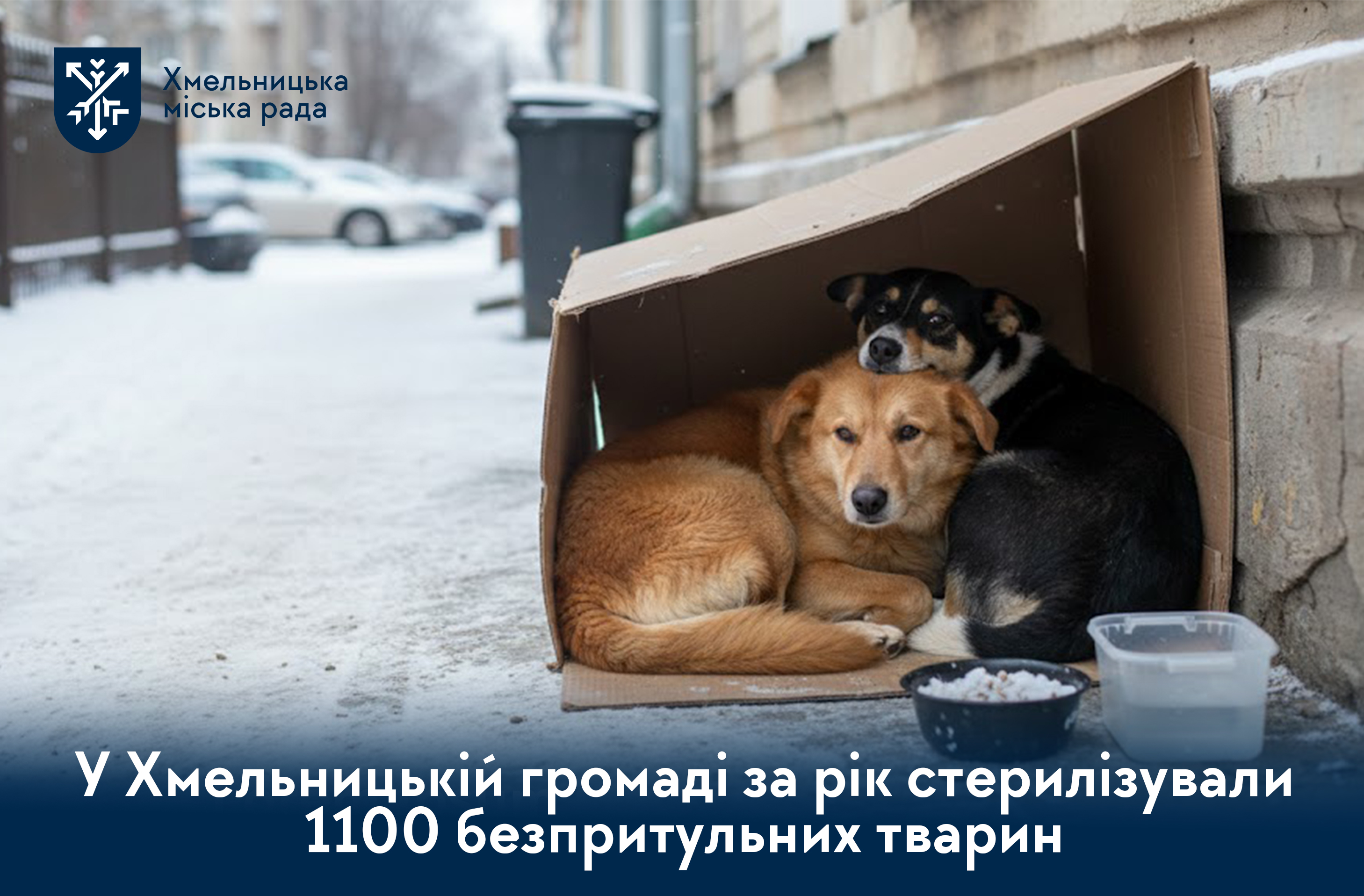Стерилізація та допомога волонтерів: як у Хмельницькому регулюють чисельність безпритульних тварин